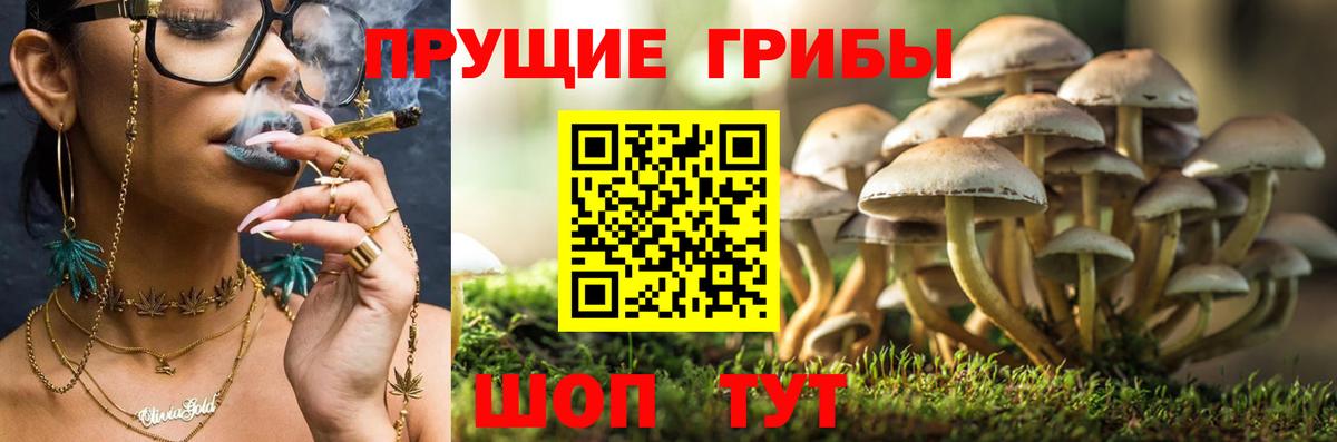 Галлюциногенные грибы Cubensis  Галлюциногенные грибы GOLDEN TEACHER  Курск  Вход с VPN 